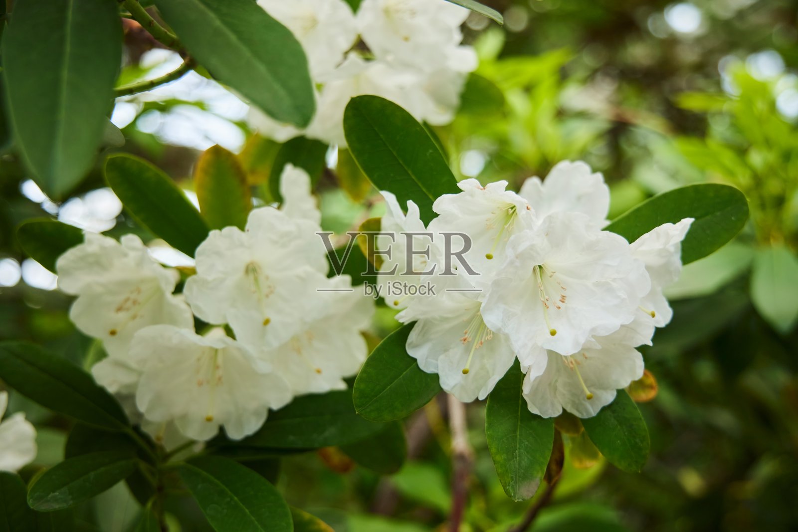 热带温室，园艺。植物是白色杜鹃花。特写镜头照片摄影图片