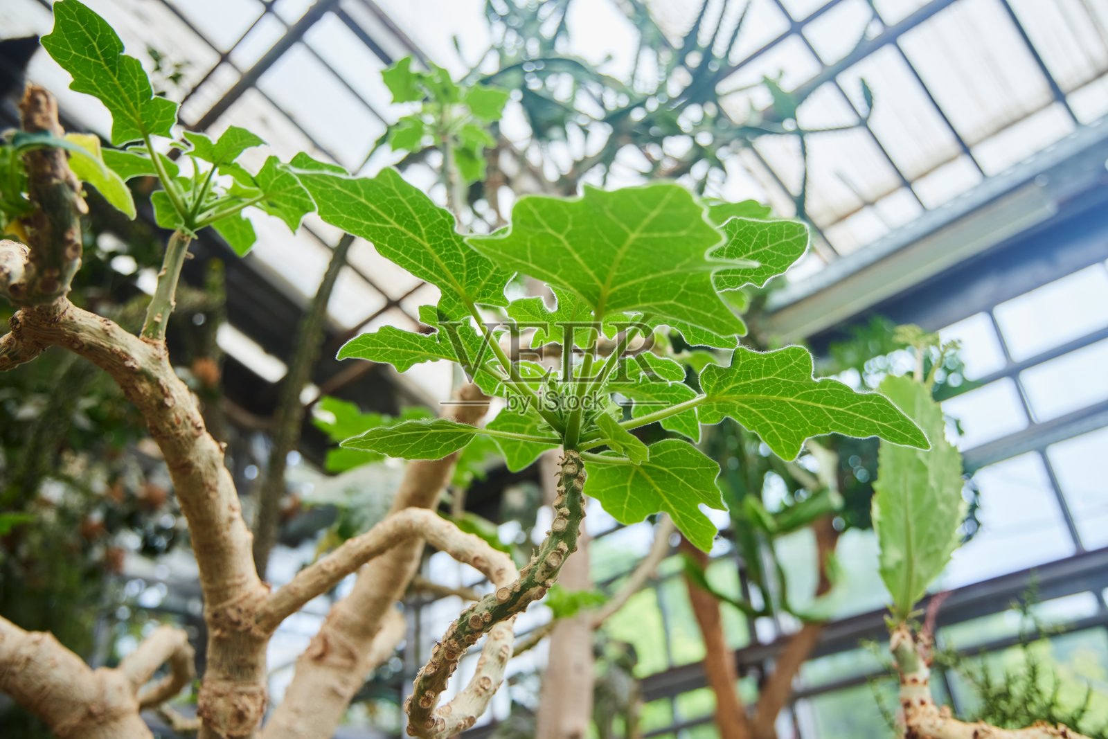 热带温室，园艺。无花果植物。属于桑科无花果属的亚热带落叶植物。特写镜头照片摄影图片