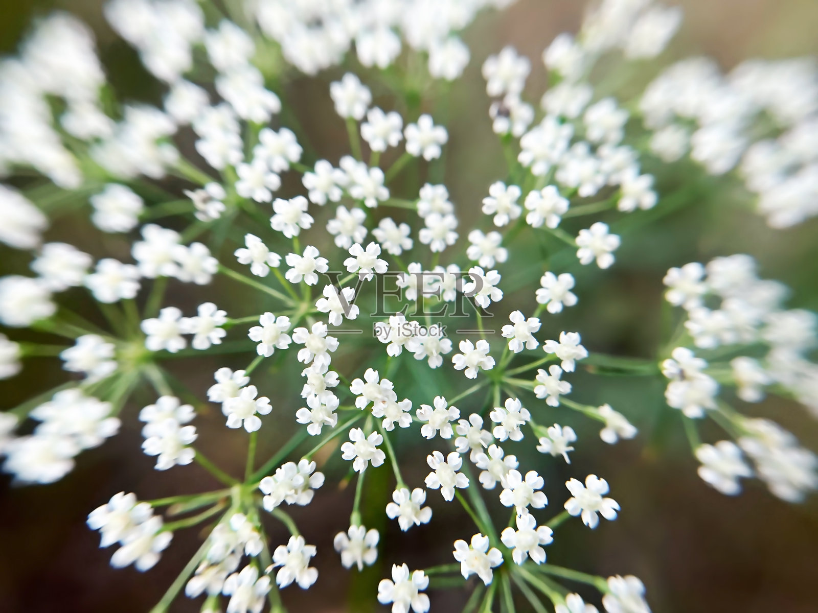 大花香蒜花的特写照片，Pimpinella major，Pimpinella Saxifraga照片摄影图片