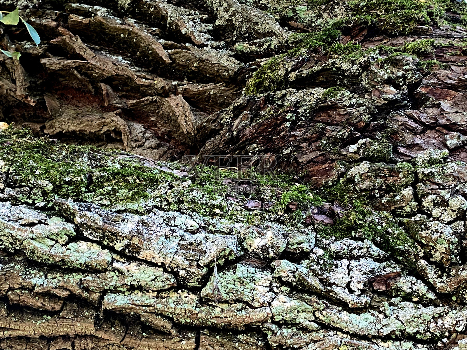 覆盖着苔藓的老树树皮照片摄影图片