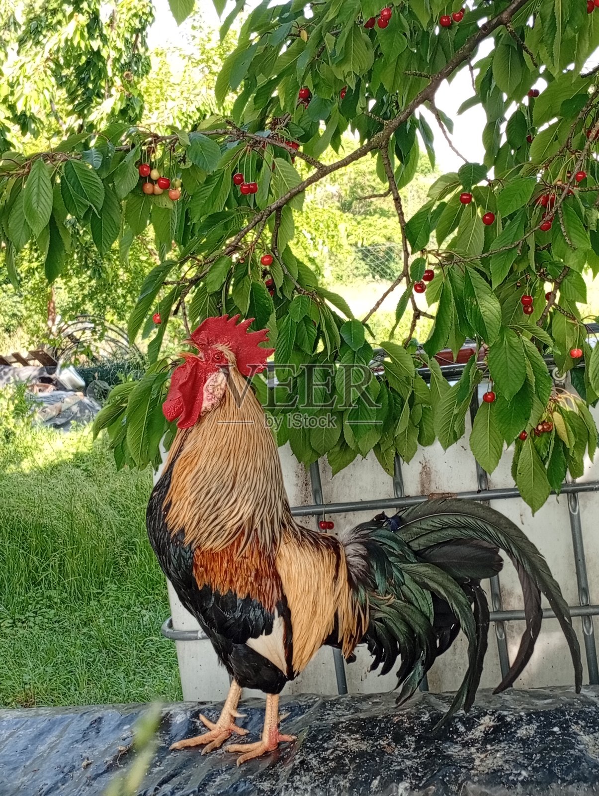 清晨的公鸡照片摄影图片