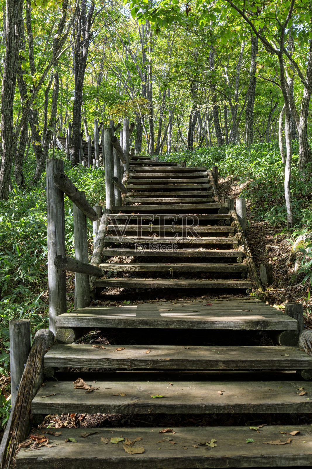 北海道钏路湿原观察台栈道，钏路湿原，日本照片摄影图片