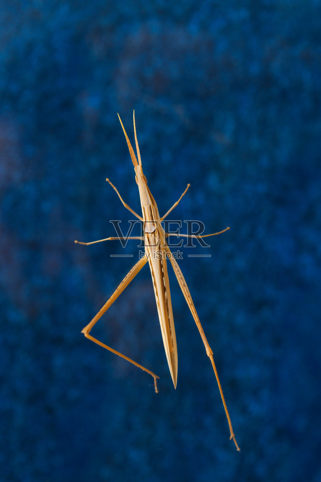 蚱蜢特写，Acrida ungarica照片摄影图片