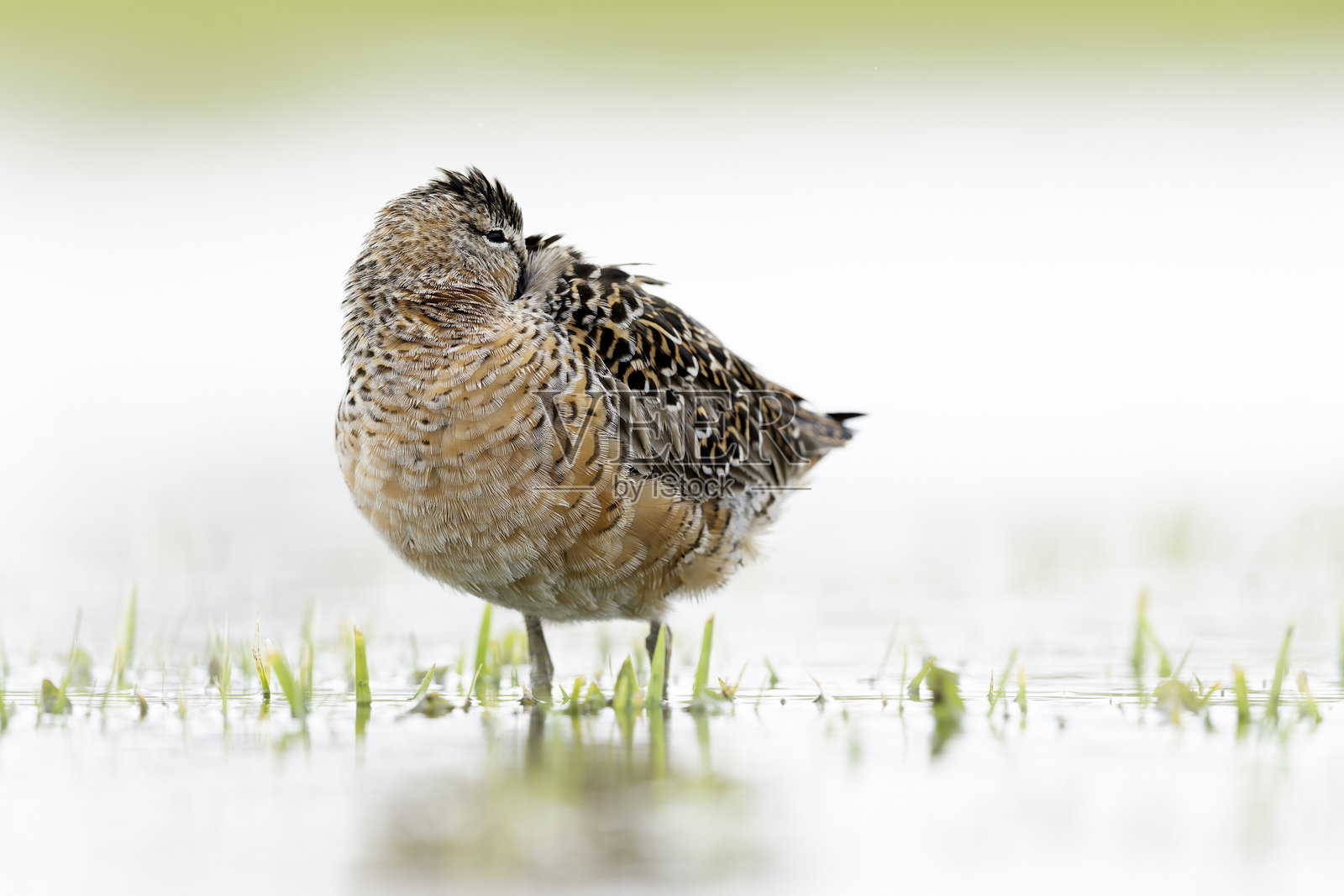 长嘴鹬（Limnodromus scolopaceus）在觅食。照片摄影图片