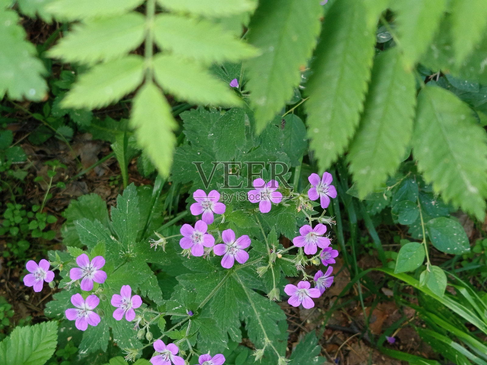 森林中的花卉：野生天竺葵和林地婆婆纳在森林中生长。照片摄影图片