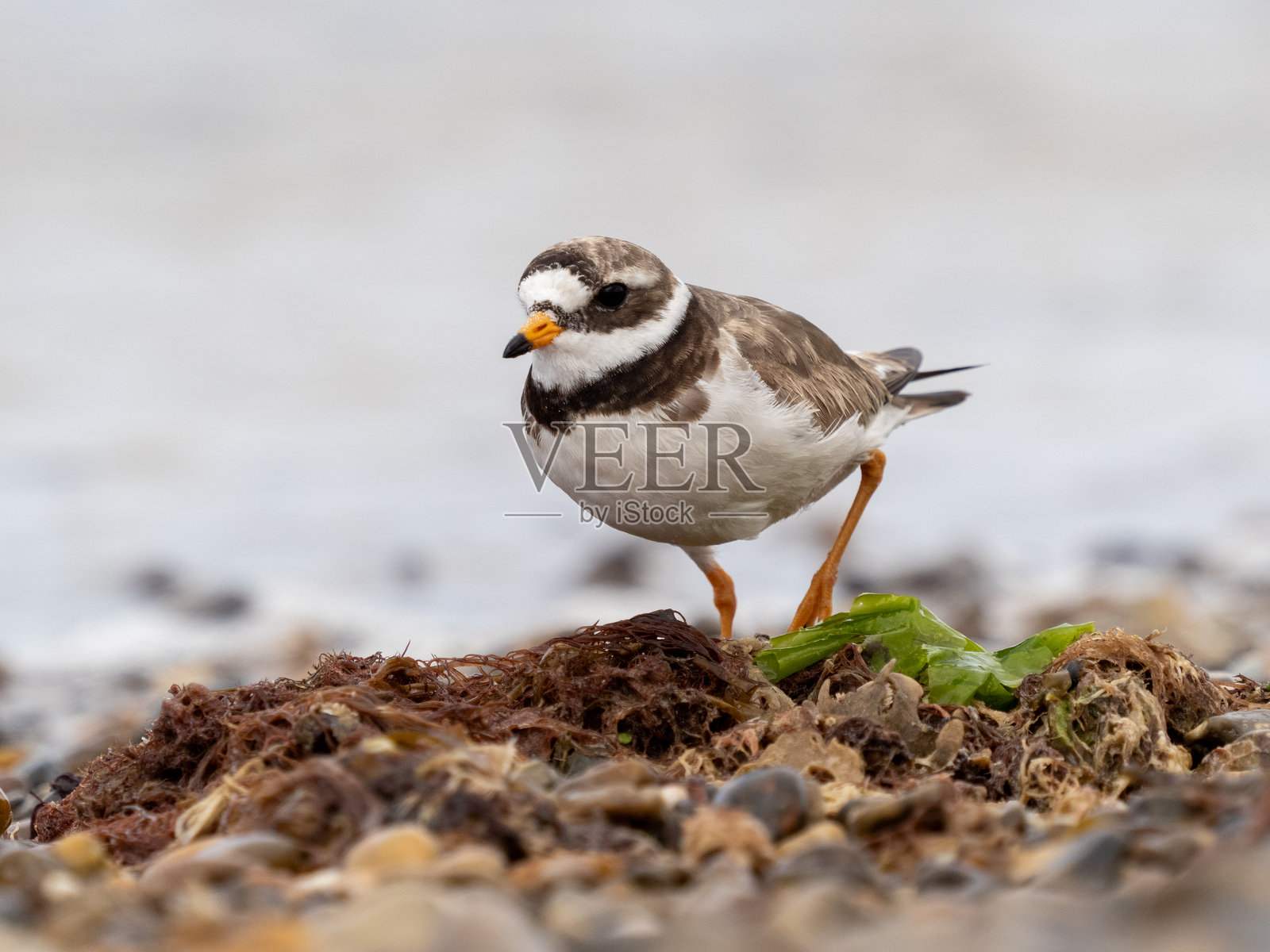 成年环颈鸻在卵石海滩上，周围有绿色和棕色水生植物，正看着镜头。照片摄影图片