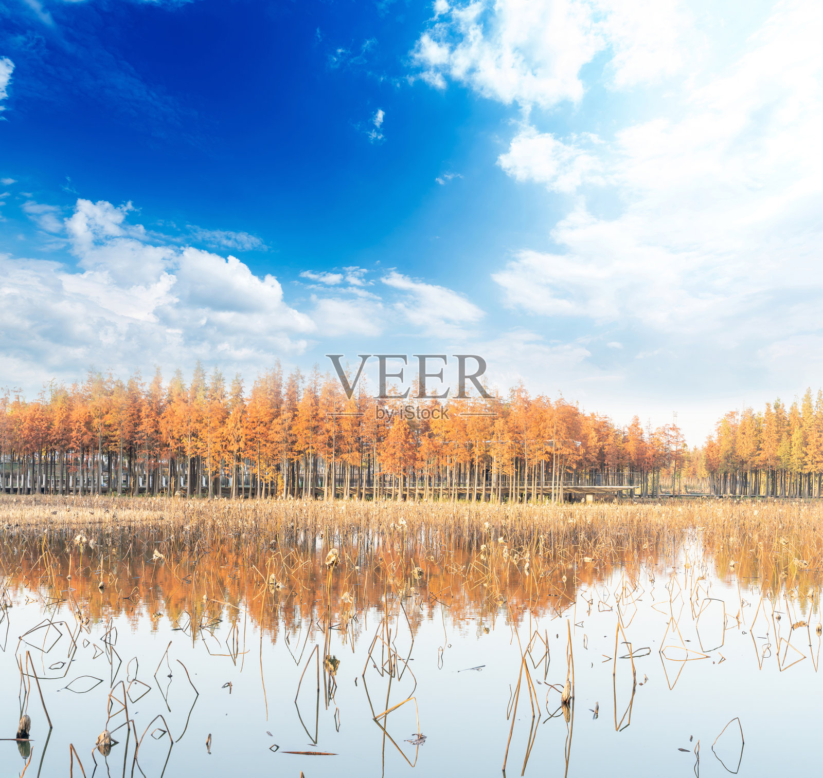 美丽多彩的秋季森林风景照片摄影图片