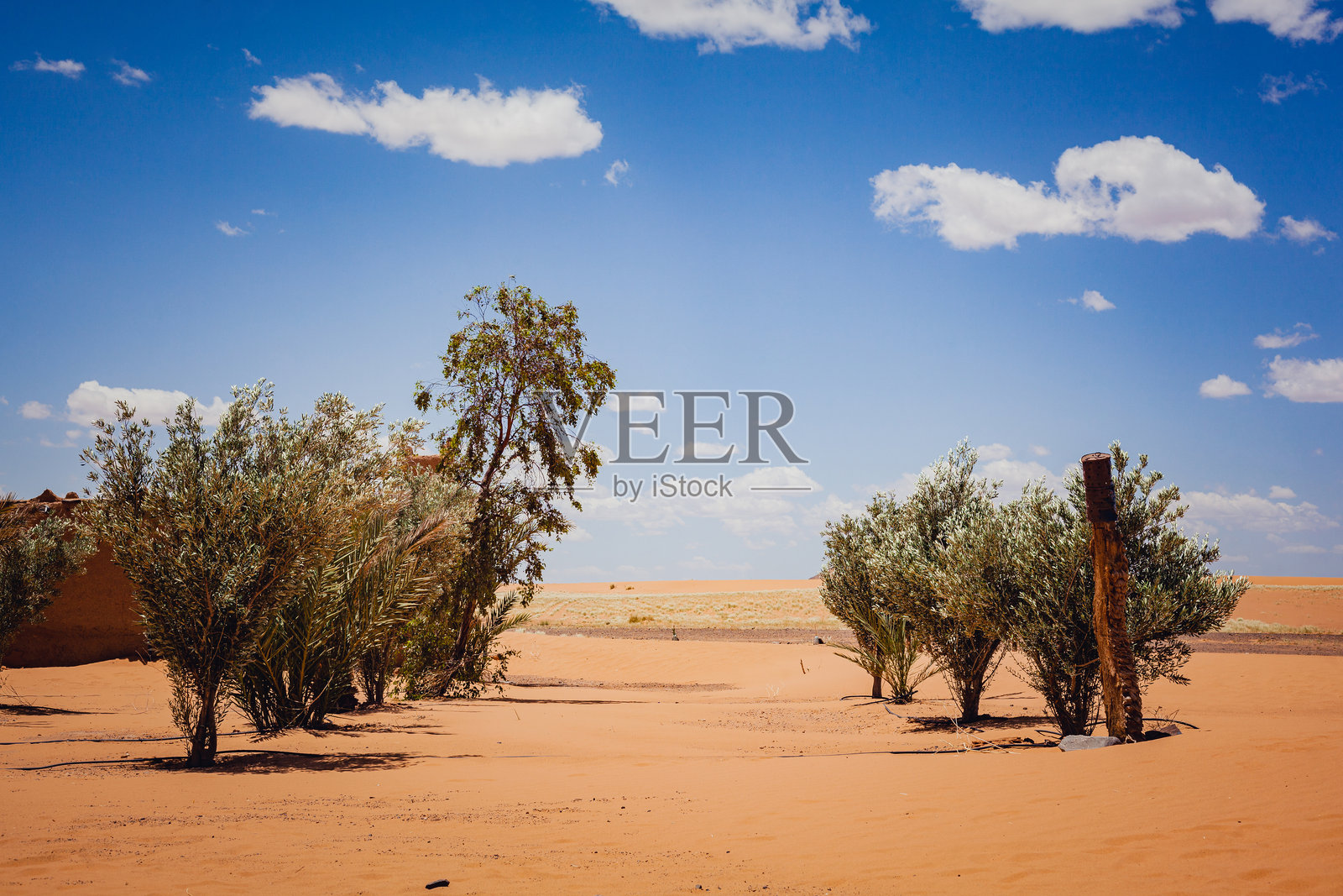 撒哈拉沙漠中的橄榄树照片摄影图片