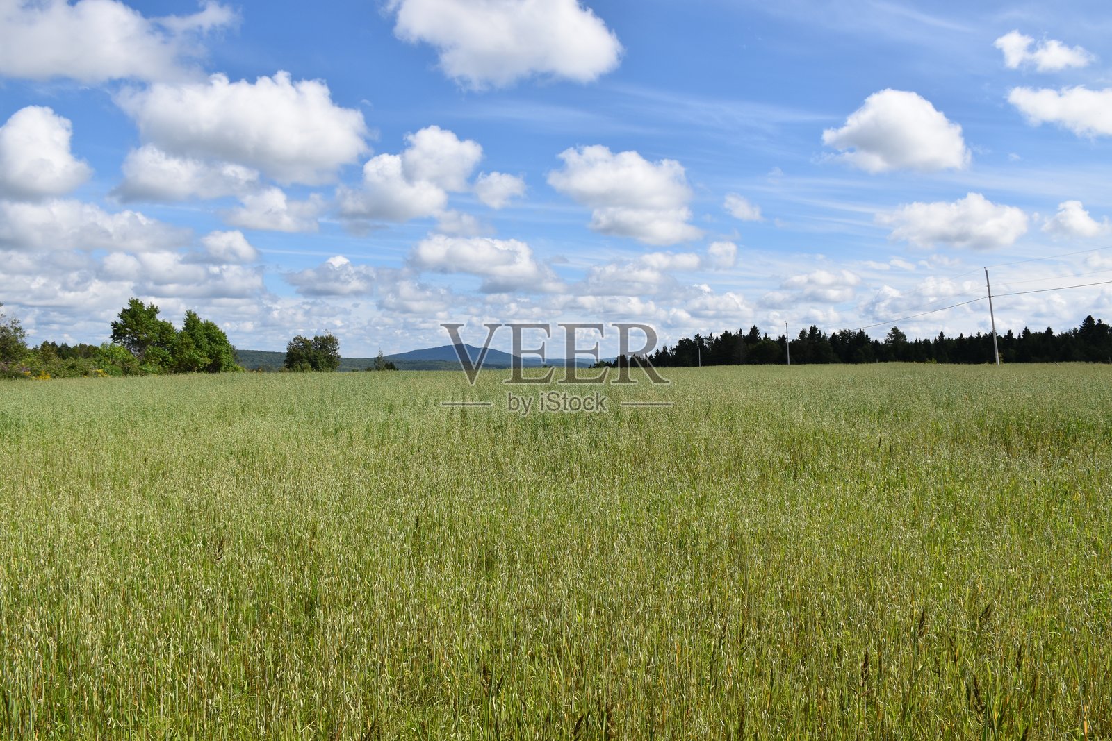 夏天的农场照片摄影图片