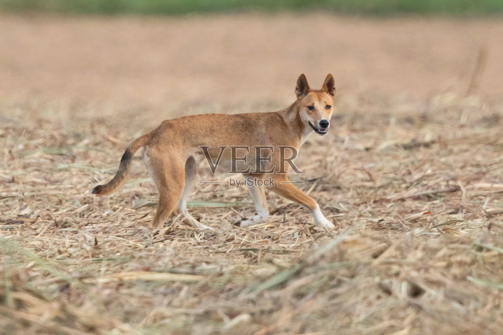 在昆士兰州的道格拉斯港的丁狗（家犬丁狗）照片摄影图片