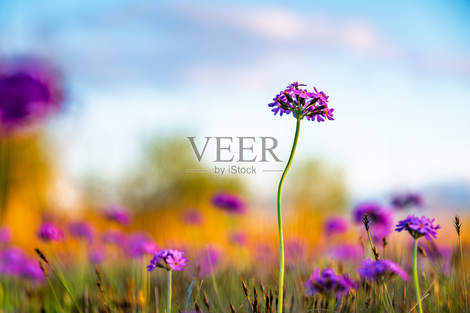 巴伐利亚草地上盛开的单瓣鼓槌花照片摄影图片