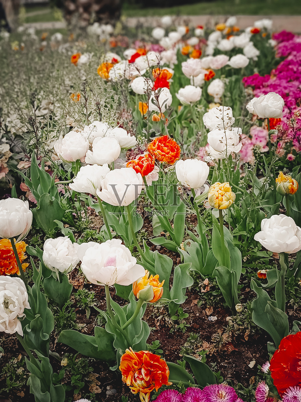 白色和橙色的牡丹郁金香在城市花坛中盛开。照片摄影图片
