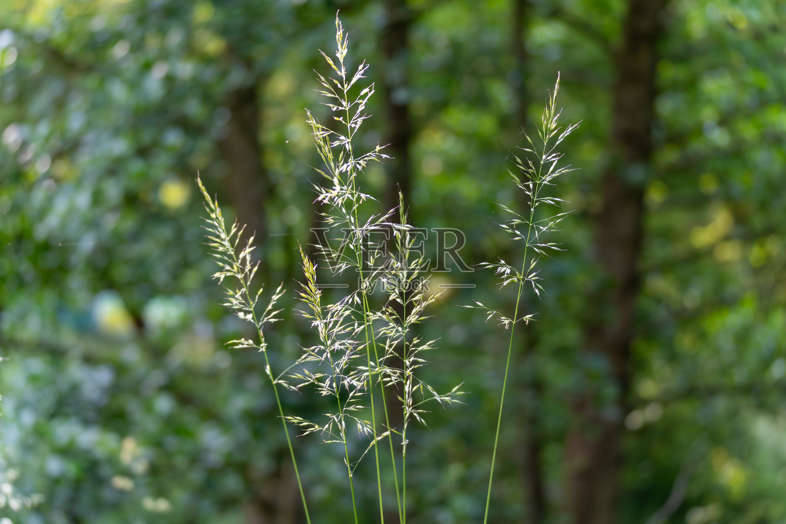 细腻的草茎和种子头在绿色森林背景中轻轻摇曳。照片摄影图片