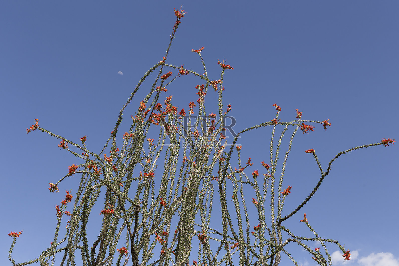 盛开的橄榄仙人掌，带有小绿叶和尖锐的刺，正值春季花期。照片摄影图片