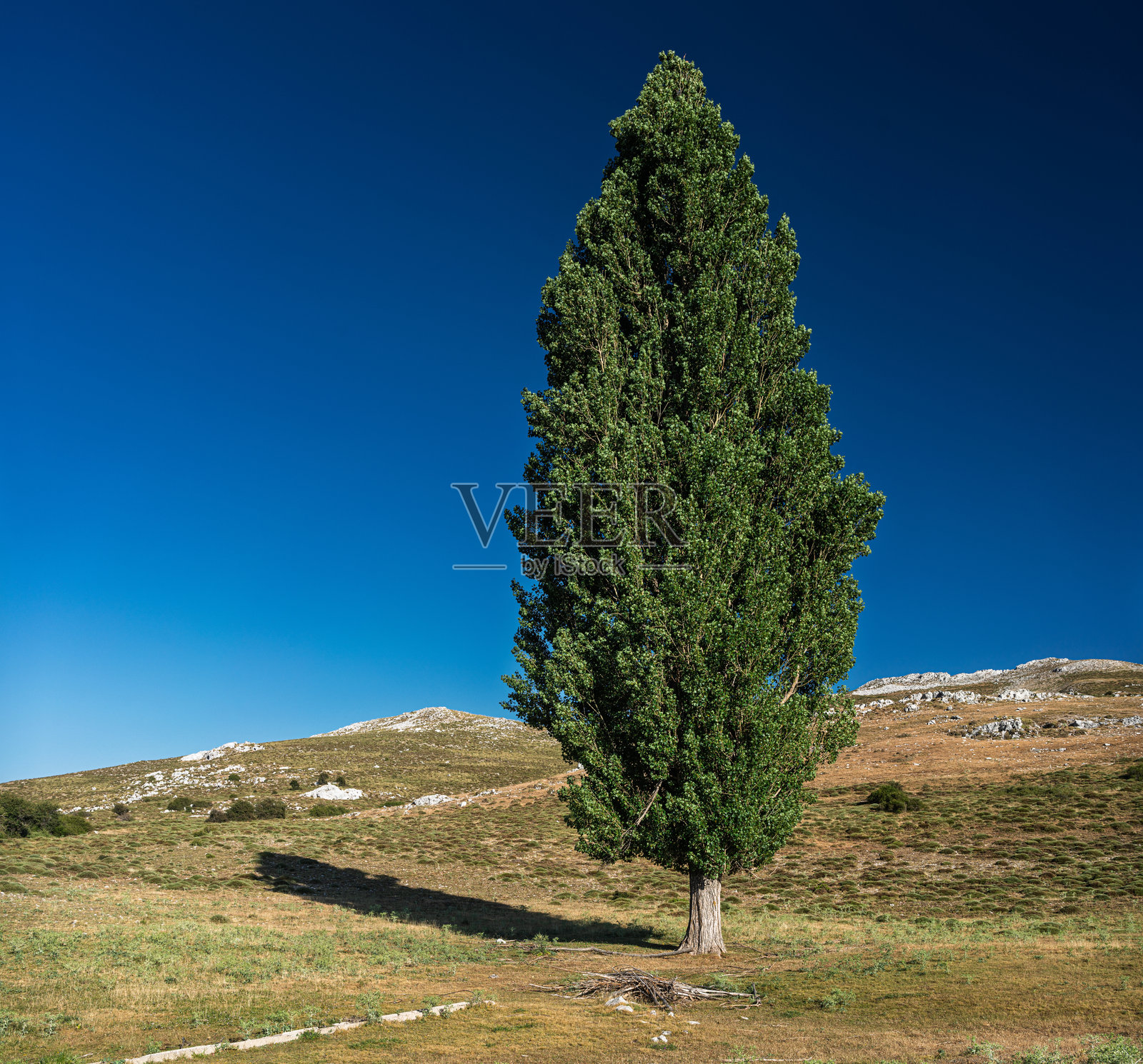 孤独的黑杨树矗立在西班牙的埃尔南·佩莱亚平原上照片摄影图片