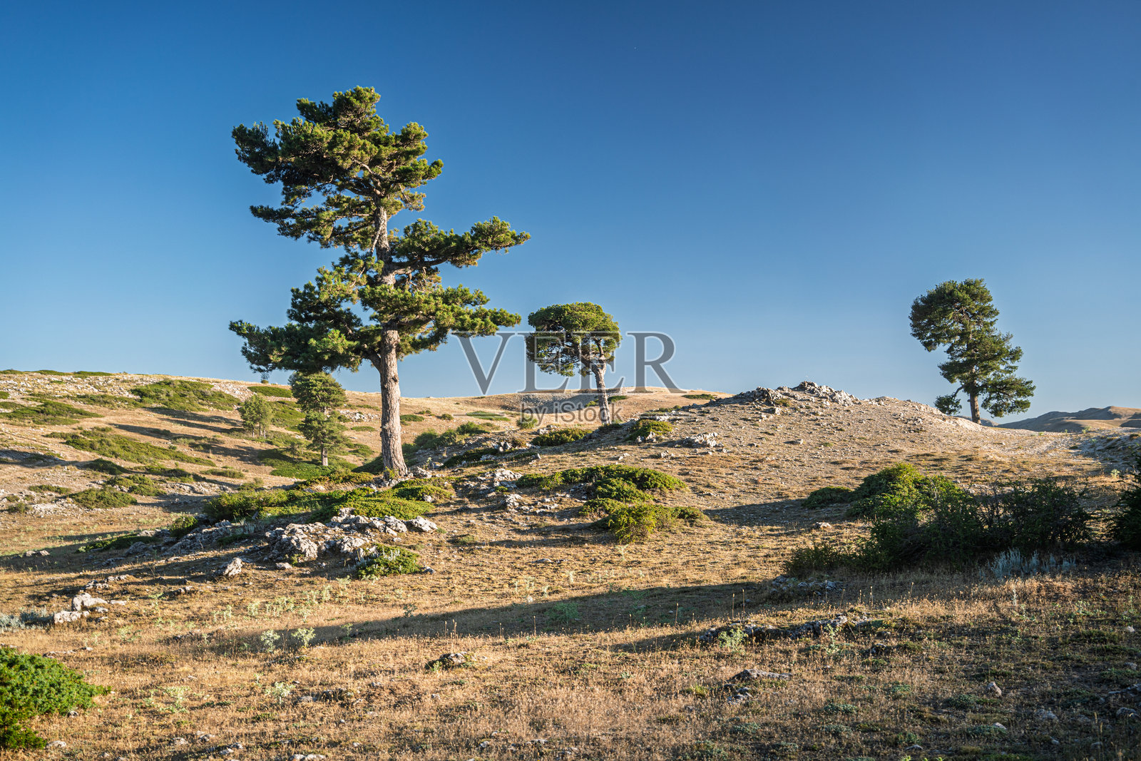 孤立的黑松在哈恩干旱的景观中格外显眼照片摄影图片