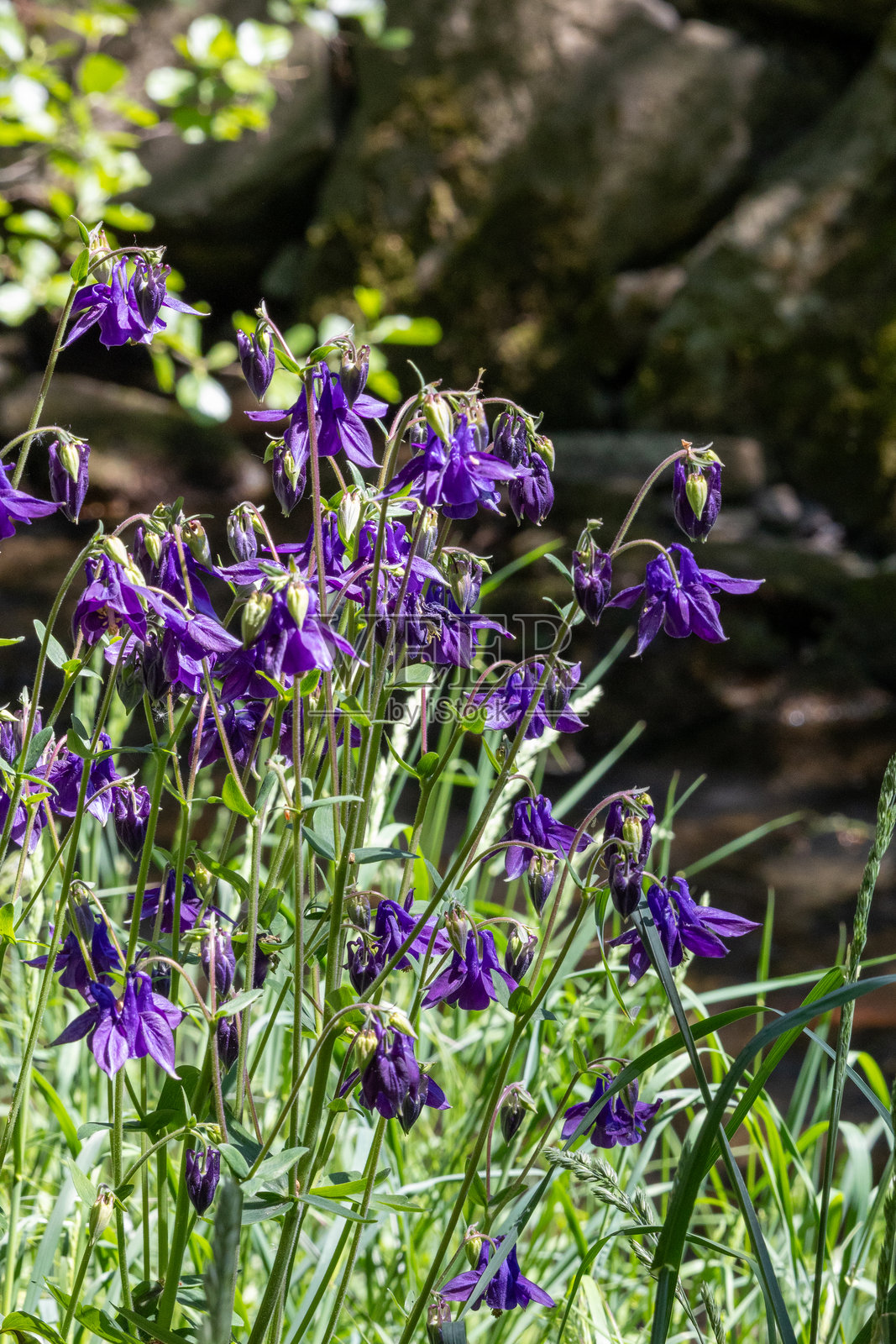 紫色铃兰：普通鸢尾（Aquilegia vulgaris），也称为常见的鸢尾花照片摄影图片