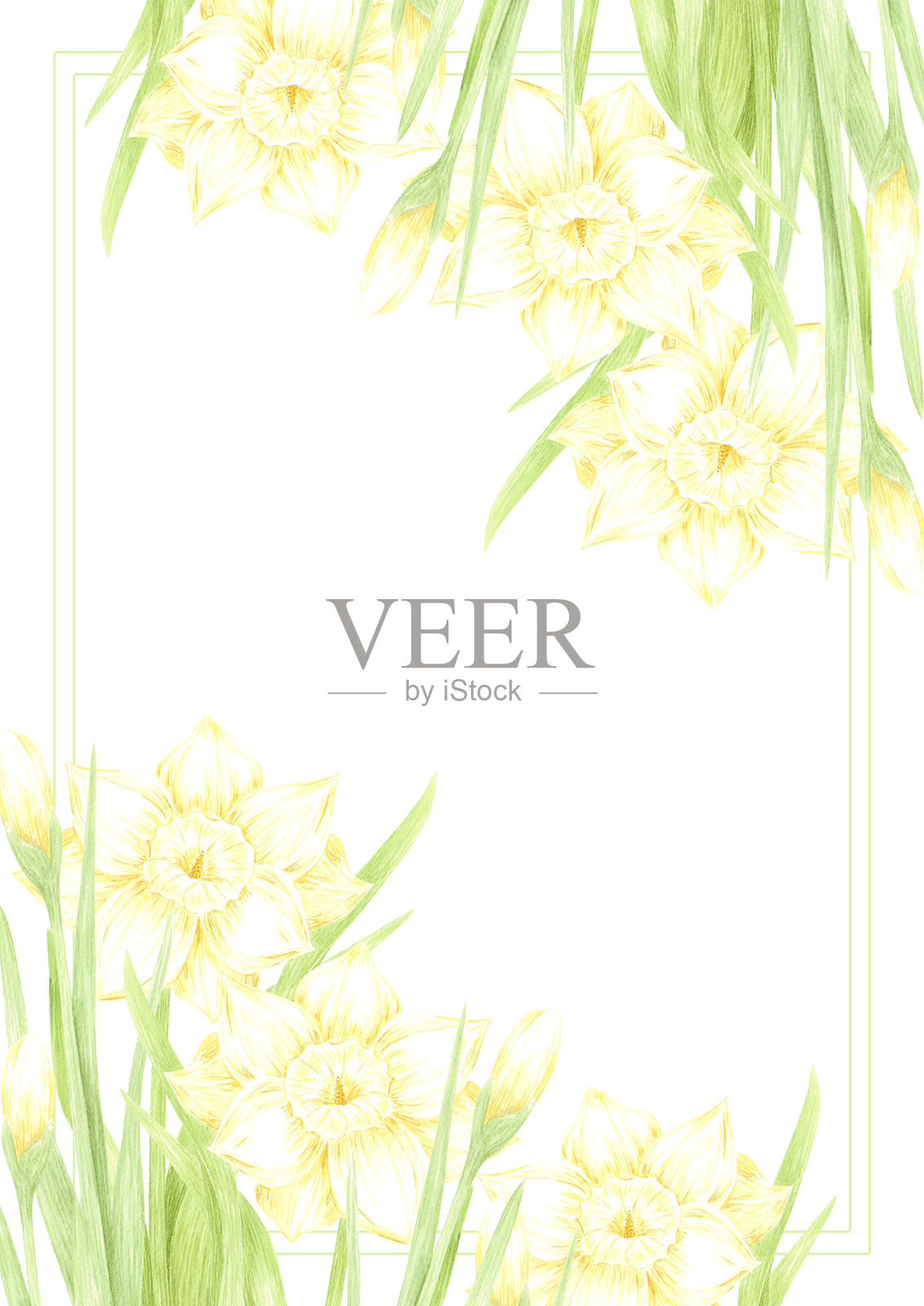 手绘水彩水仙花与花苞和绿叶的明信片框架边界，孤立在白色背景上。可用于明信片、邀请函、剪贴簿及其他印刷产品。插画图片素材