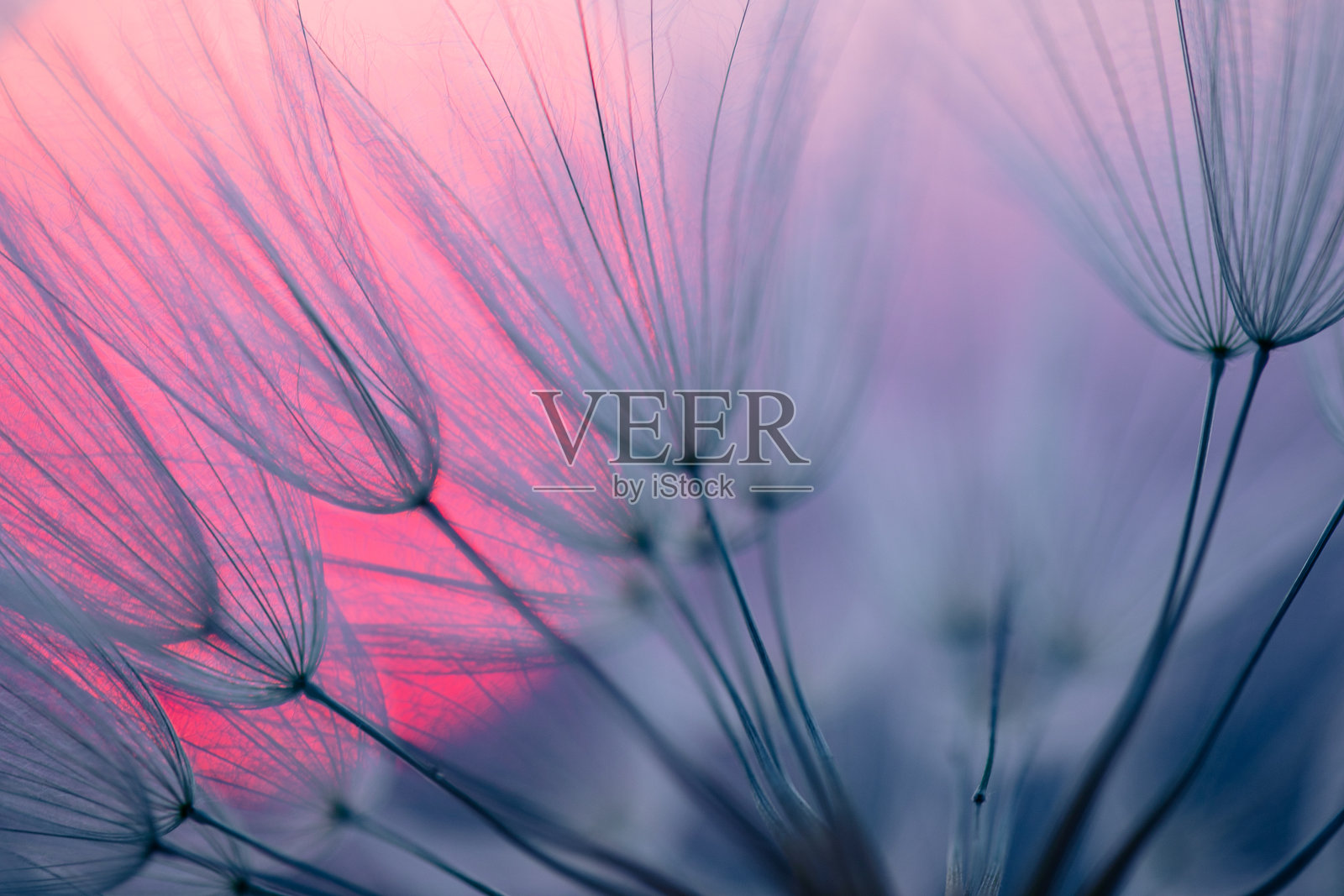 日落时的蒲公英种子照片摄影图片