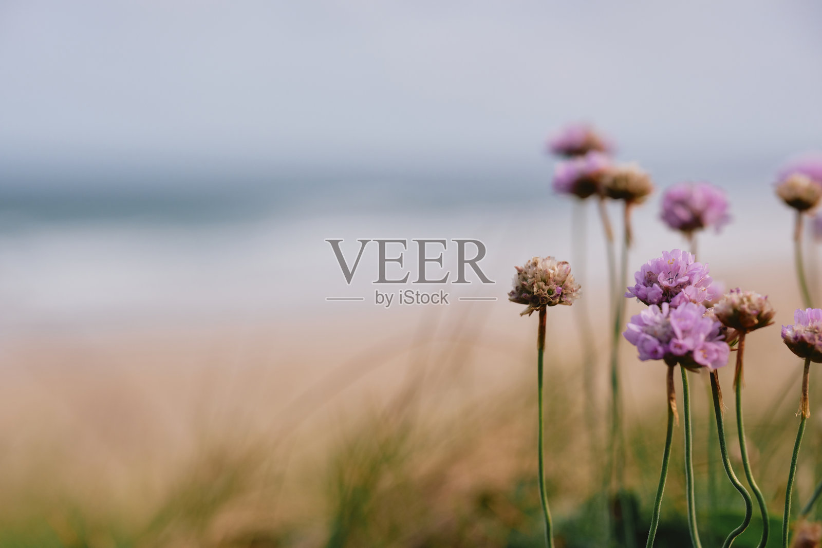 在康沃尔纽奎的Fistral海滩上方的海洋草，六月的一天。浅景深，背景是模糊的海滩。照片摄影图片