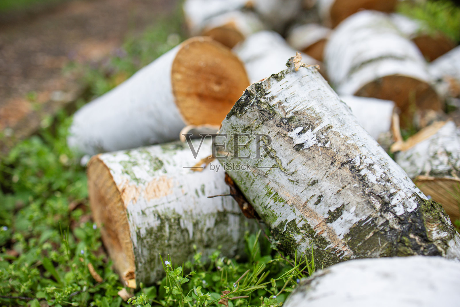 准备好的桦木原木 - 可持续的取暖解决方案照片摄影图片