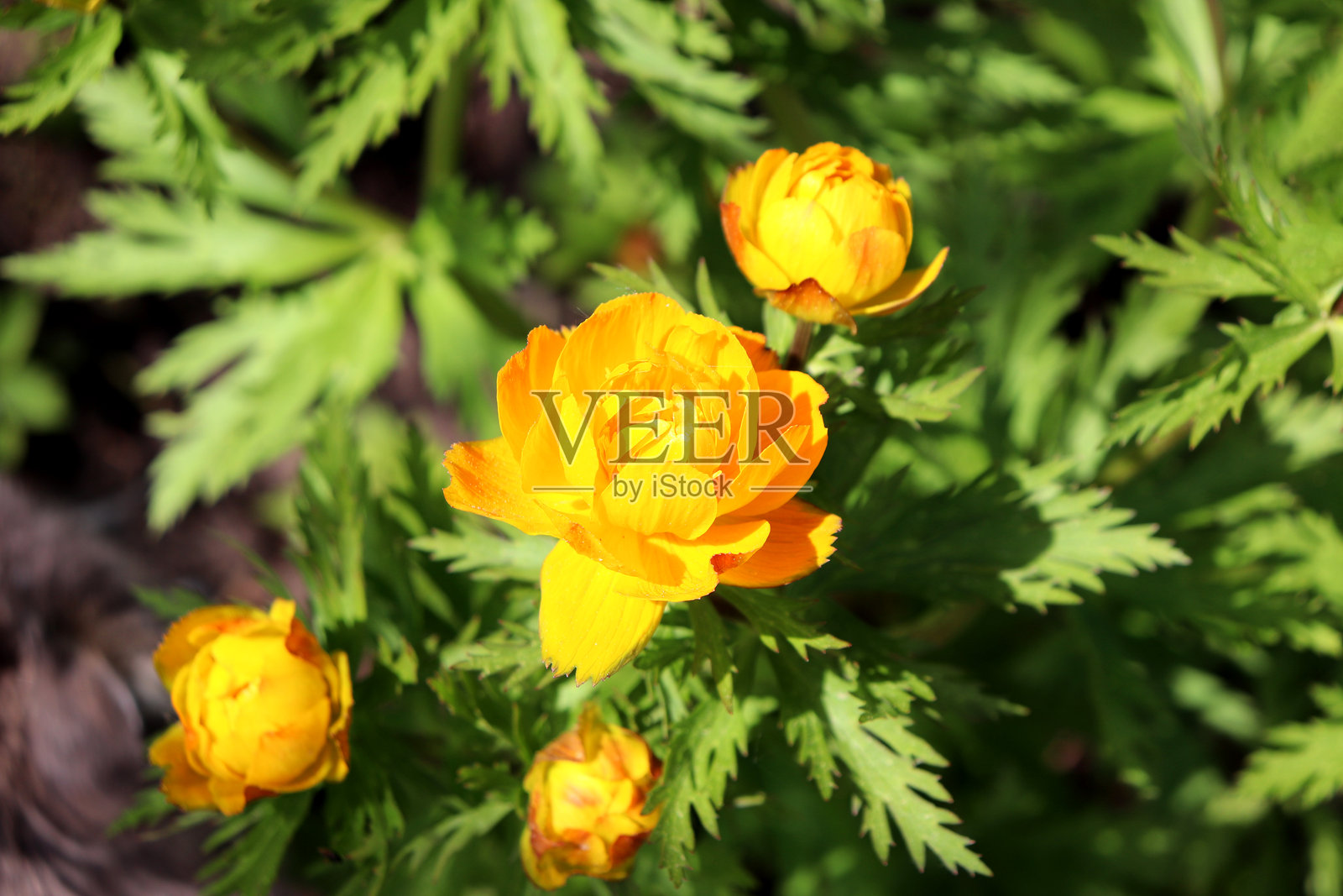 阳光明媚的春天，花园里盛开的黄花球花灌木照片摄影图片