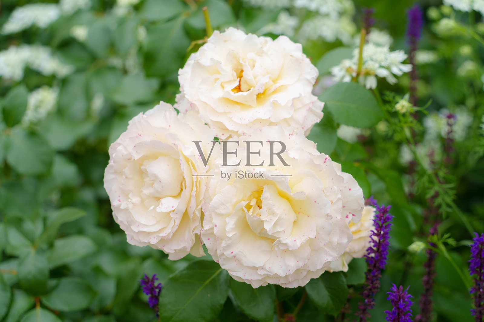 花园里美丽的白玫瑰。照片摄影图片