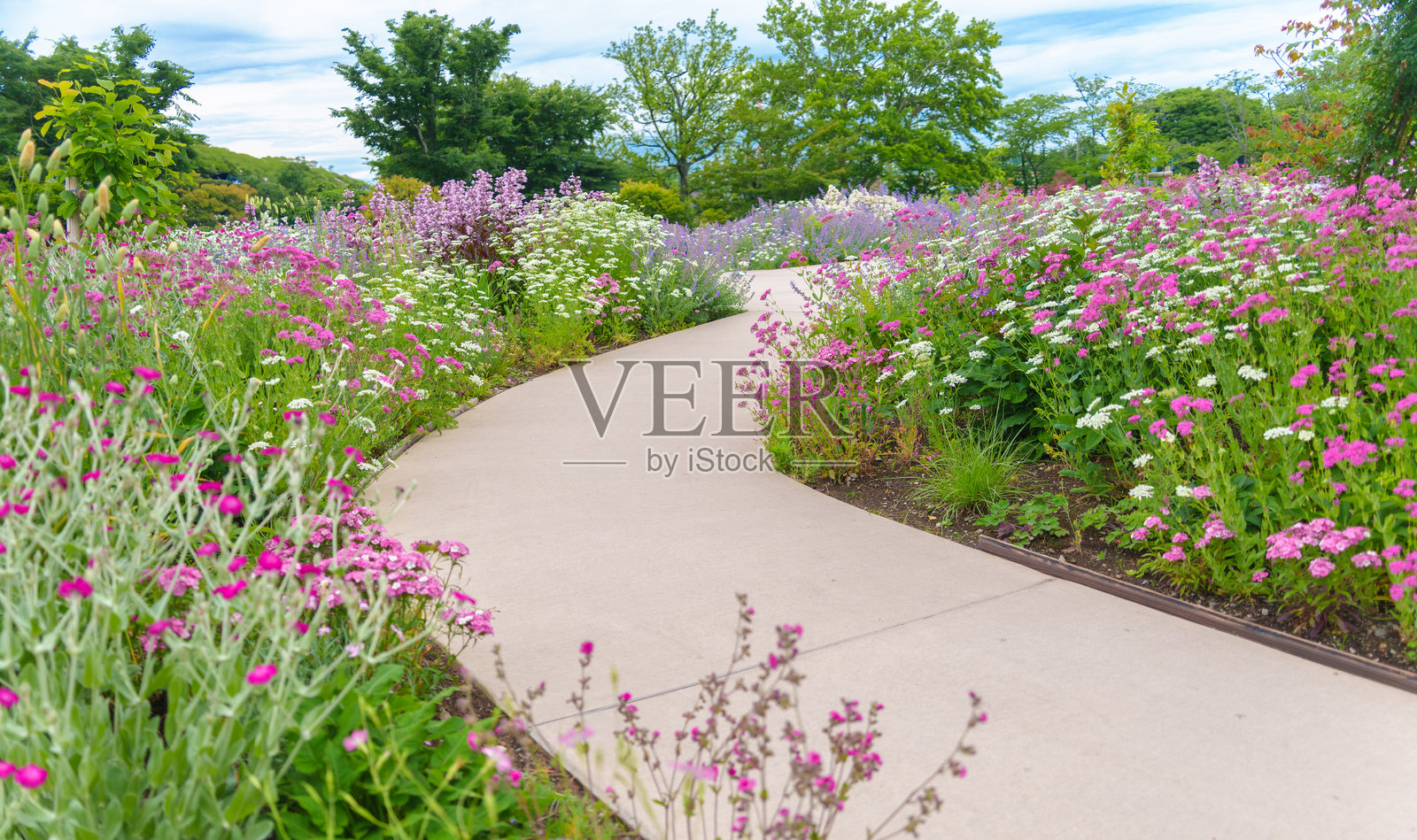 花园中的步道，各种草木和花卉竞相绽放。照片摄影图片