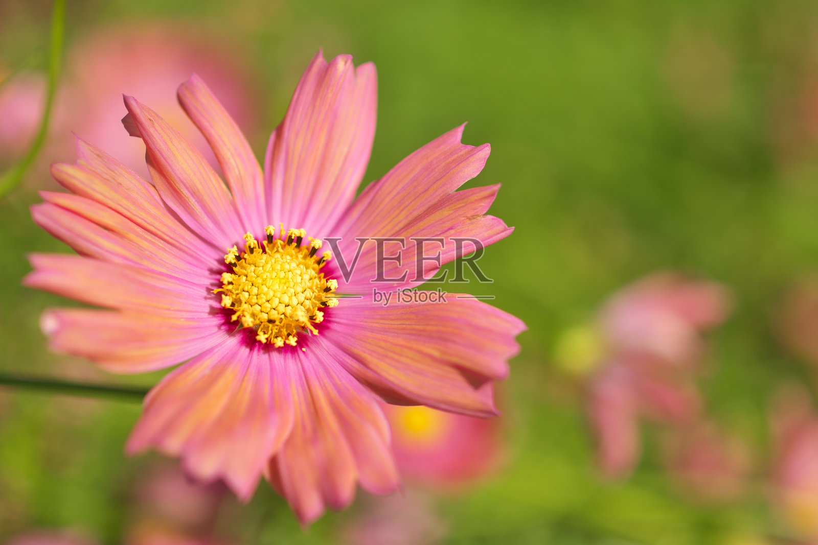 波斯菊照片摄影图片