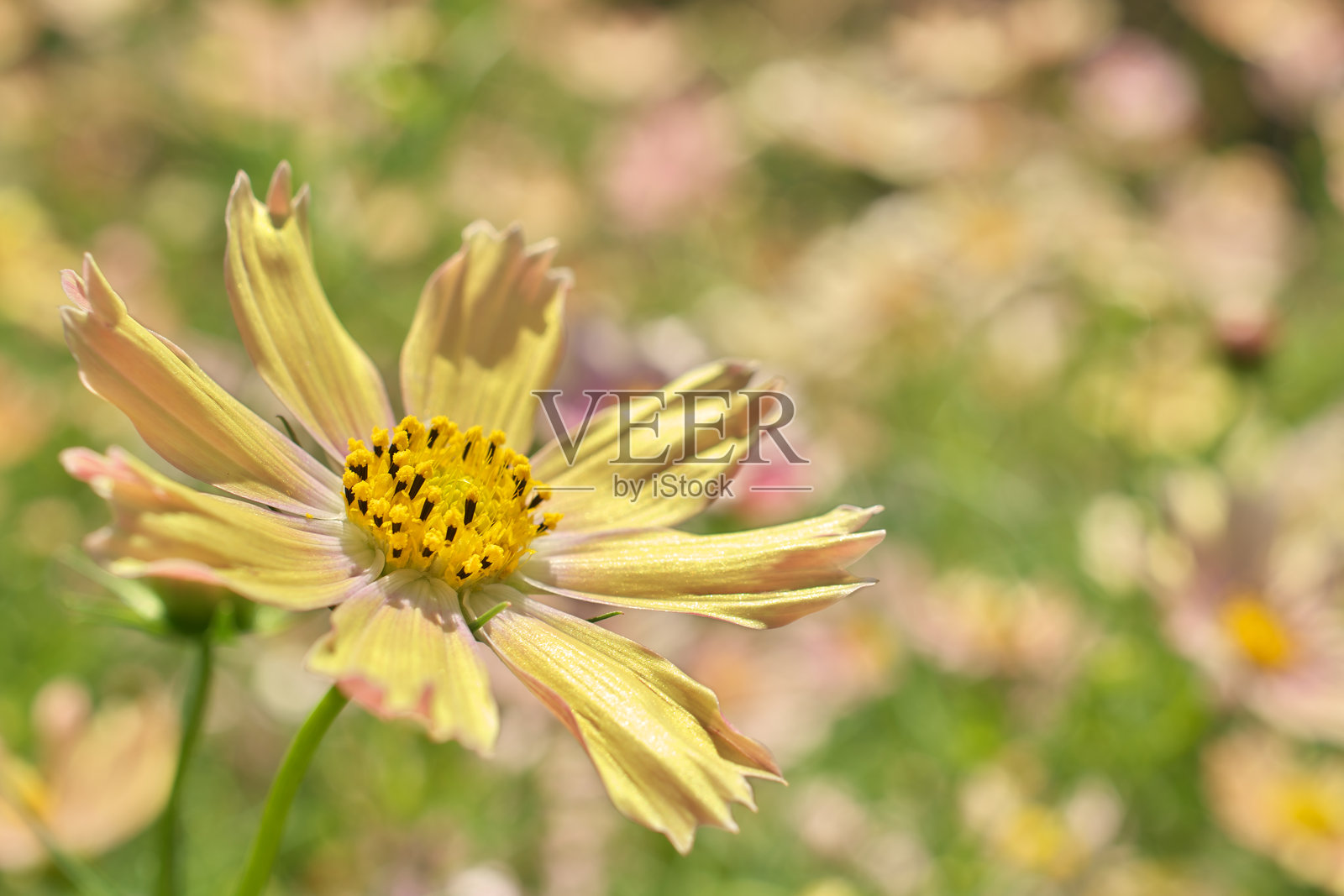 宇宙花照片摄影图片