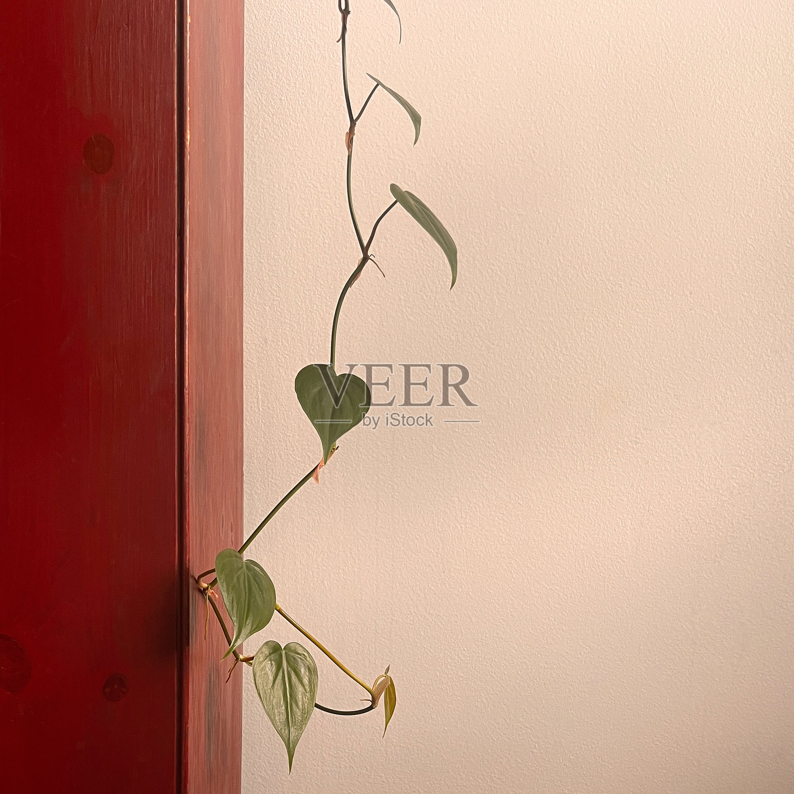 悬挂的菲洛德伦植物照片摄影图片