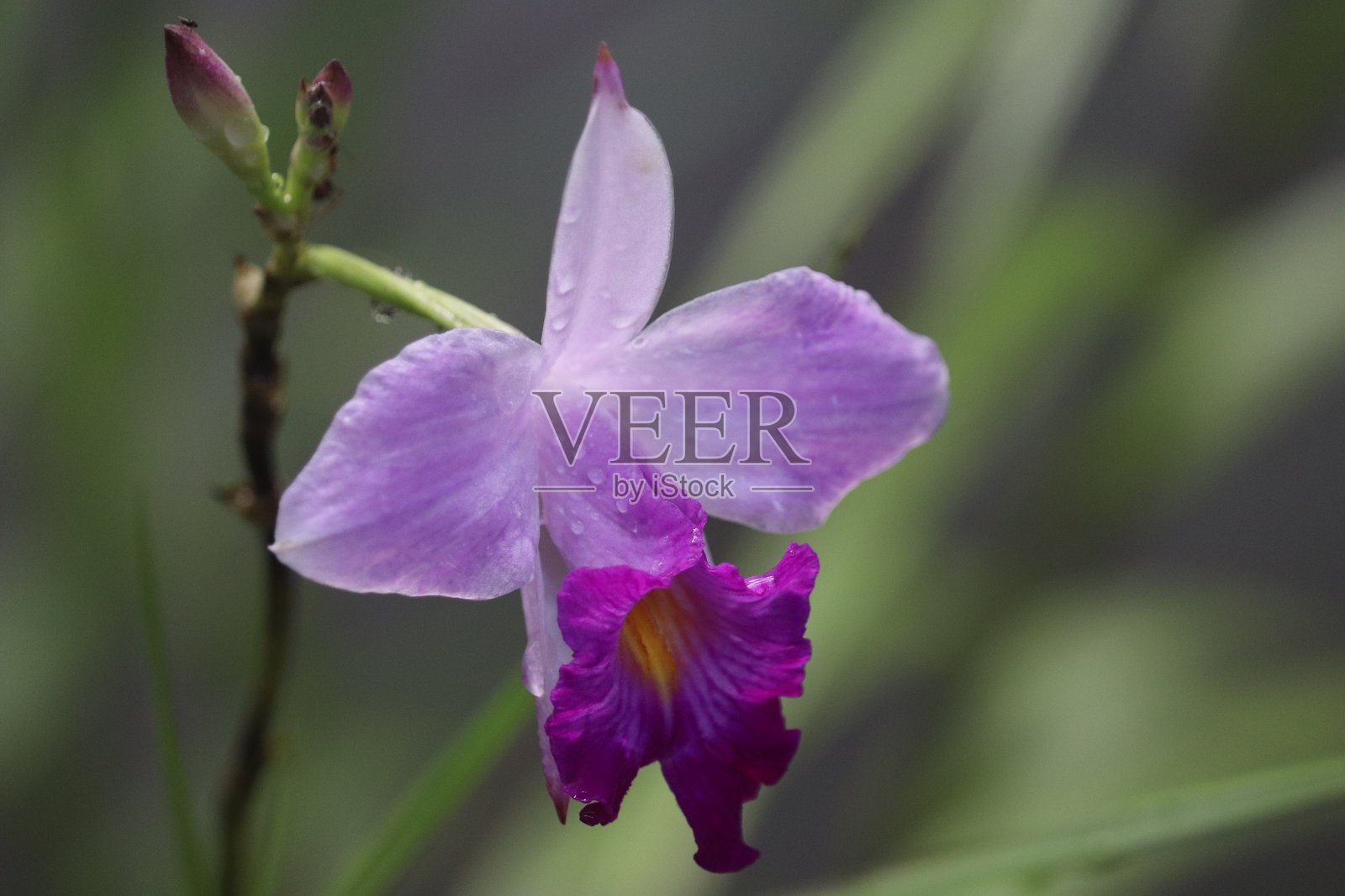 兰花的优雅：花瓣交响曲照片摄影图片