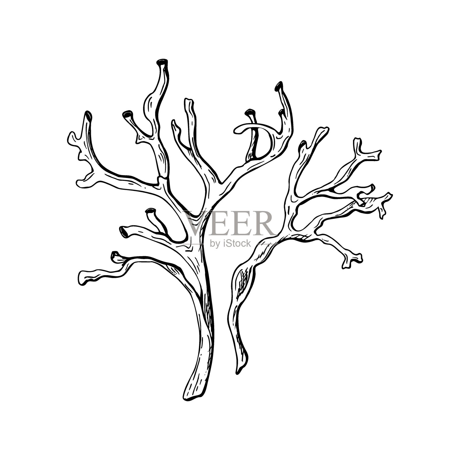 两根海藻枝条。手绘植物矢量插图。黑色墨水绘制的线条艺术风格草图。简单的轮廓画。设计独立于白色背景。用于剪贴画包标签。插画图片素材