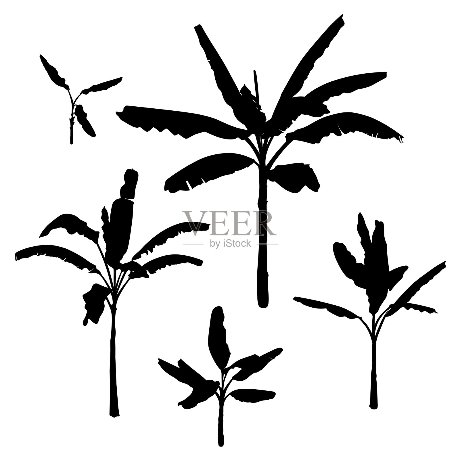 一组黑色香蕉棕榈树，孤立在白色背景上。沙漠和热带室内植物。插画图片素材