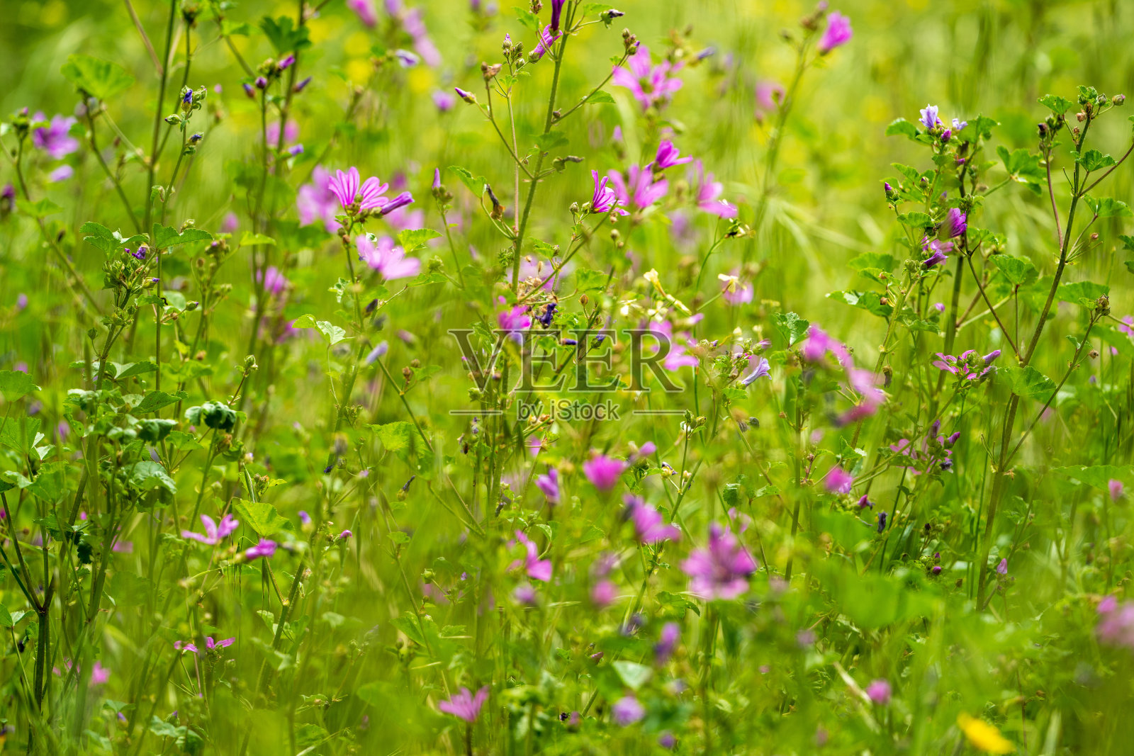 阳光明媚的春天草地上盛开的野花，鲜艳的紫色花朵绽放。照片摄影图片