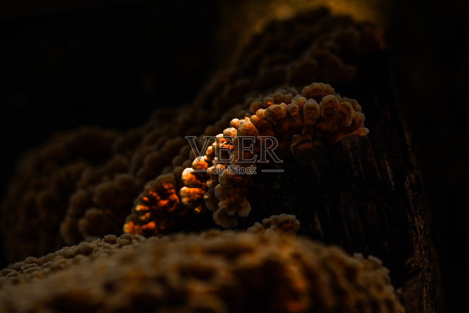 黑海地区的珊瑚状真菌特写照片摄影图片