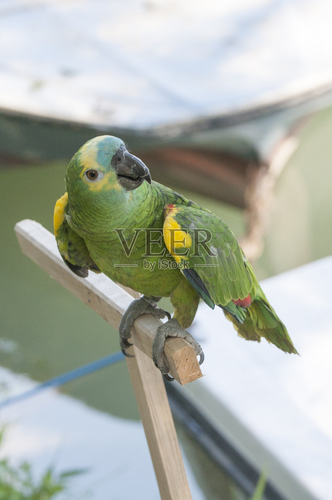 蓝额亚马逊鹦鹉的特写照片照片摄影图片