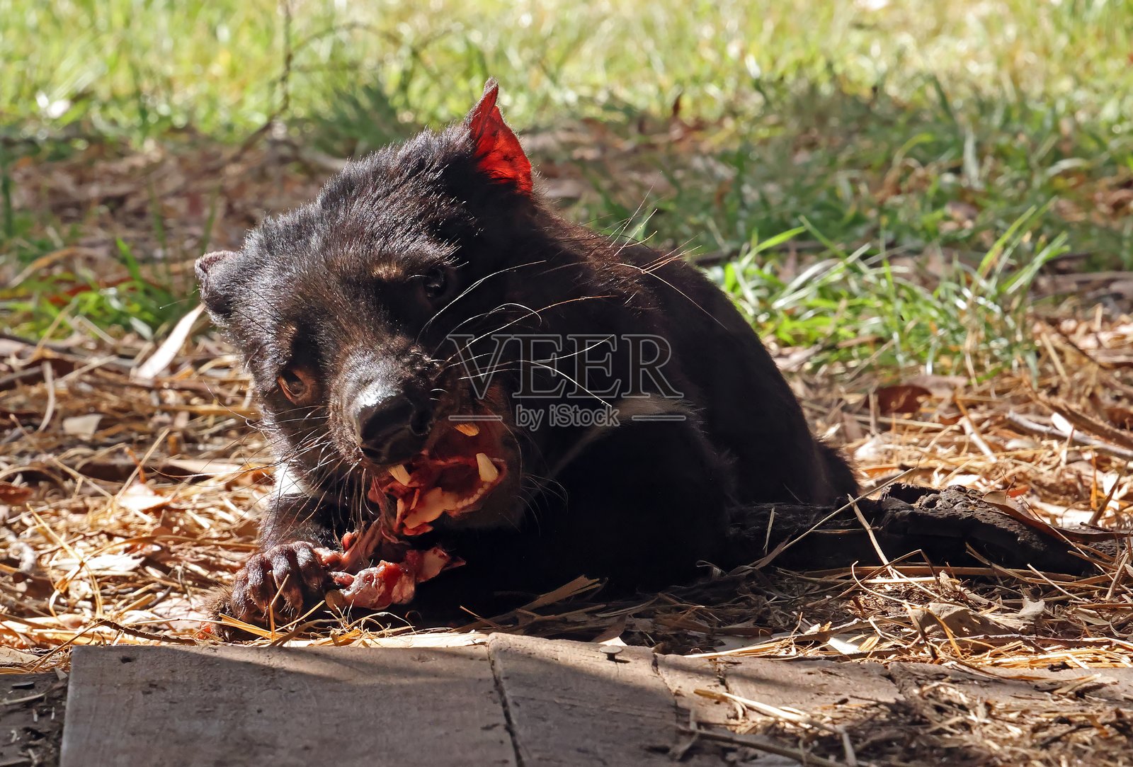 塔斯马尼亚恶魔照片摄影图片