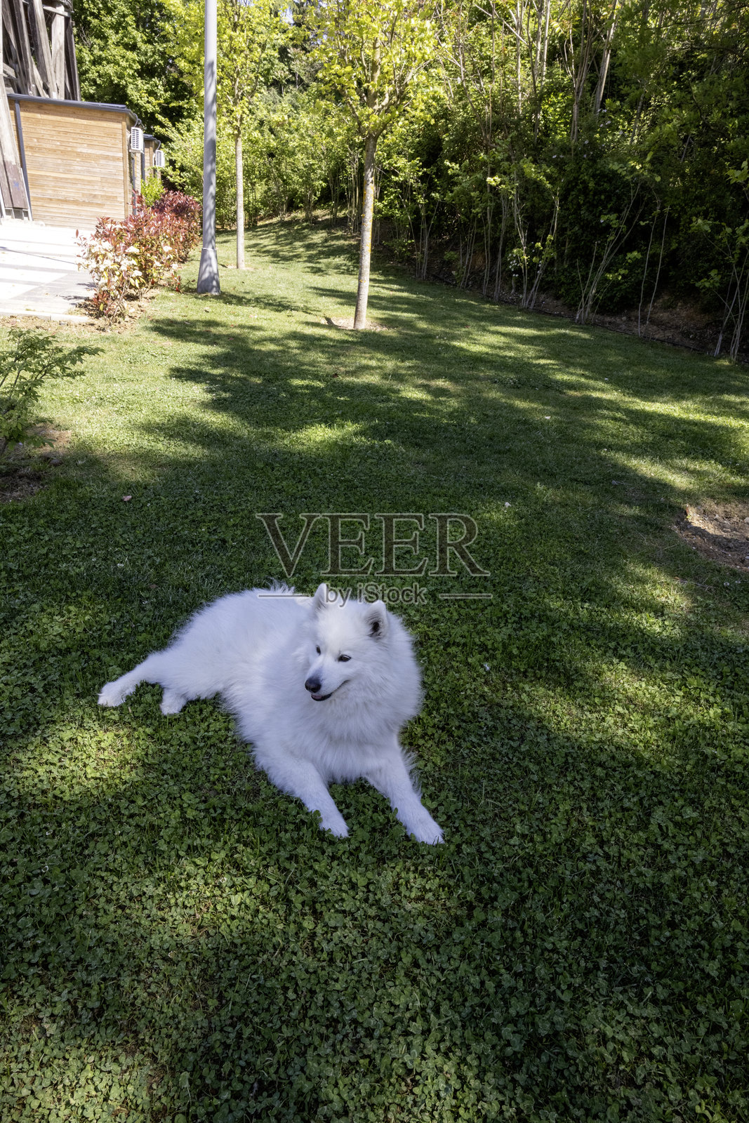 快乐的萨摩耶犬在阳光明媚的日子里悠闲地躺在郁郁葱葱的绿草上照片摄影图片