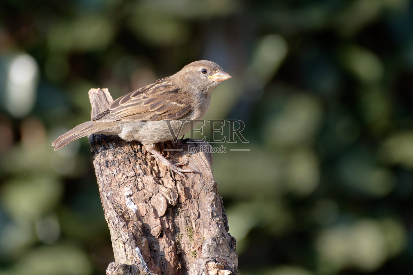 家麻雀（Passer domesticus）栖息在木头上照片摄影图片
