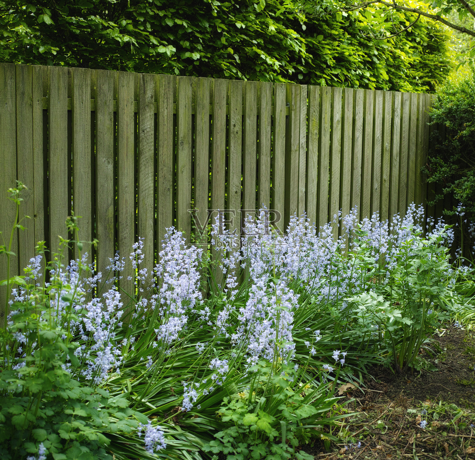宁静的花园场景，盛开着蓝铃花，四周环绕着郁郁葱葱的绿植，边缘是木质隐私围栏。照片摄影图片