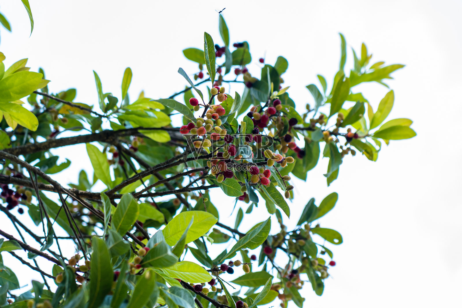 野生浆果果实的特写视图照片摄影图片