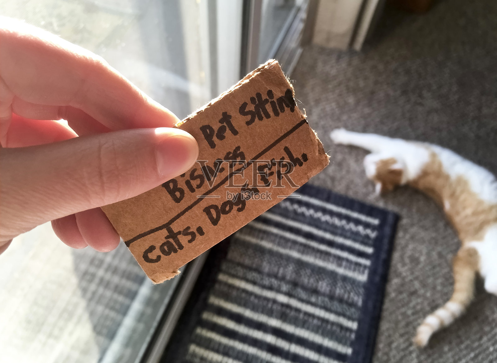 宠物寄养业务照片摄影图片