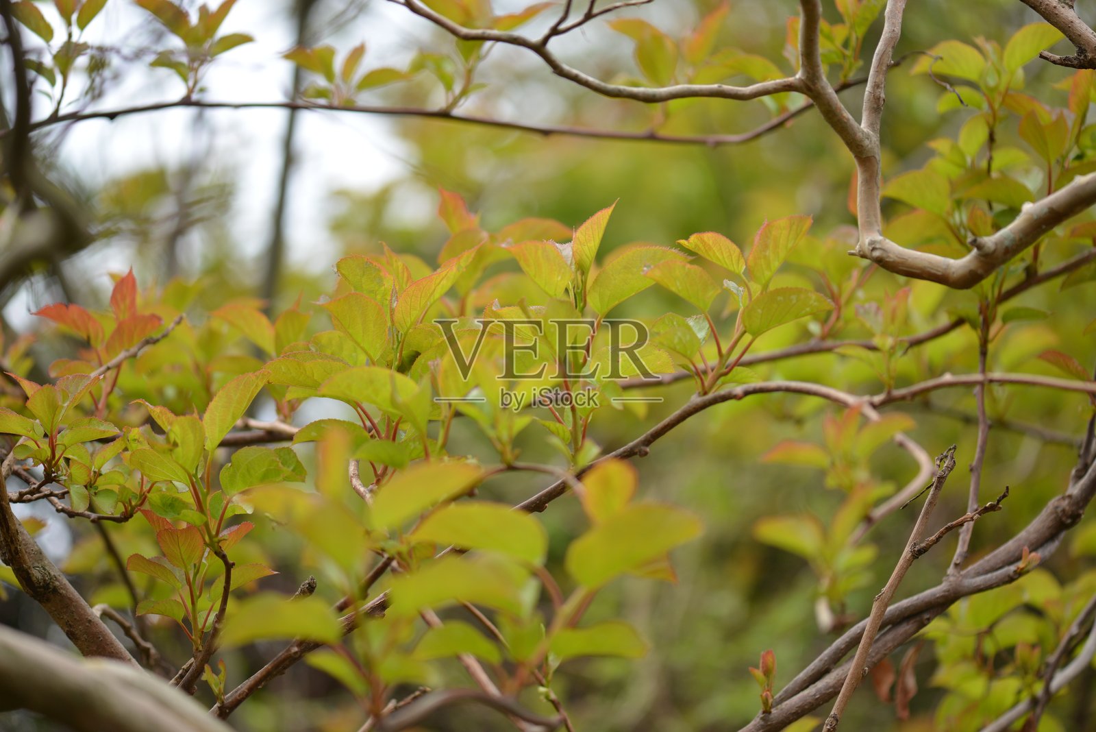 岛屿奇异果藤的叶子和果实在自然环境中照片摄影图片