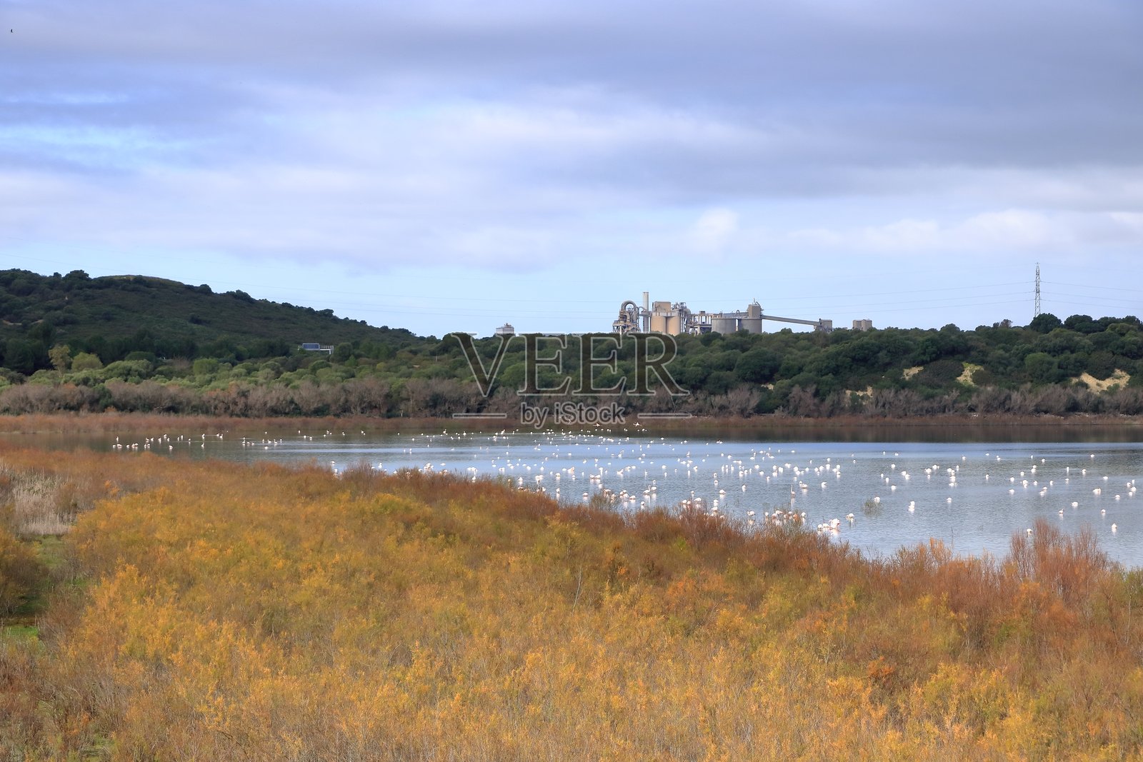 一群在湖中的鸟。大火烈鸟（Phoenicopterus roseus）在西班牙卡迪斯省赫雷斯德拉弗龙特拉的梅迪纳潟湖。照片摄影图片
