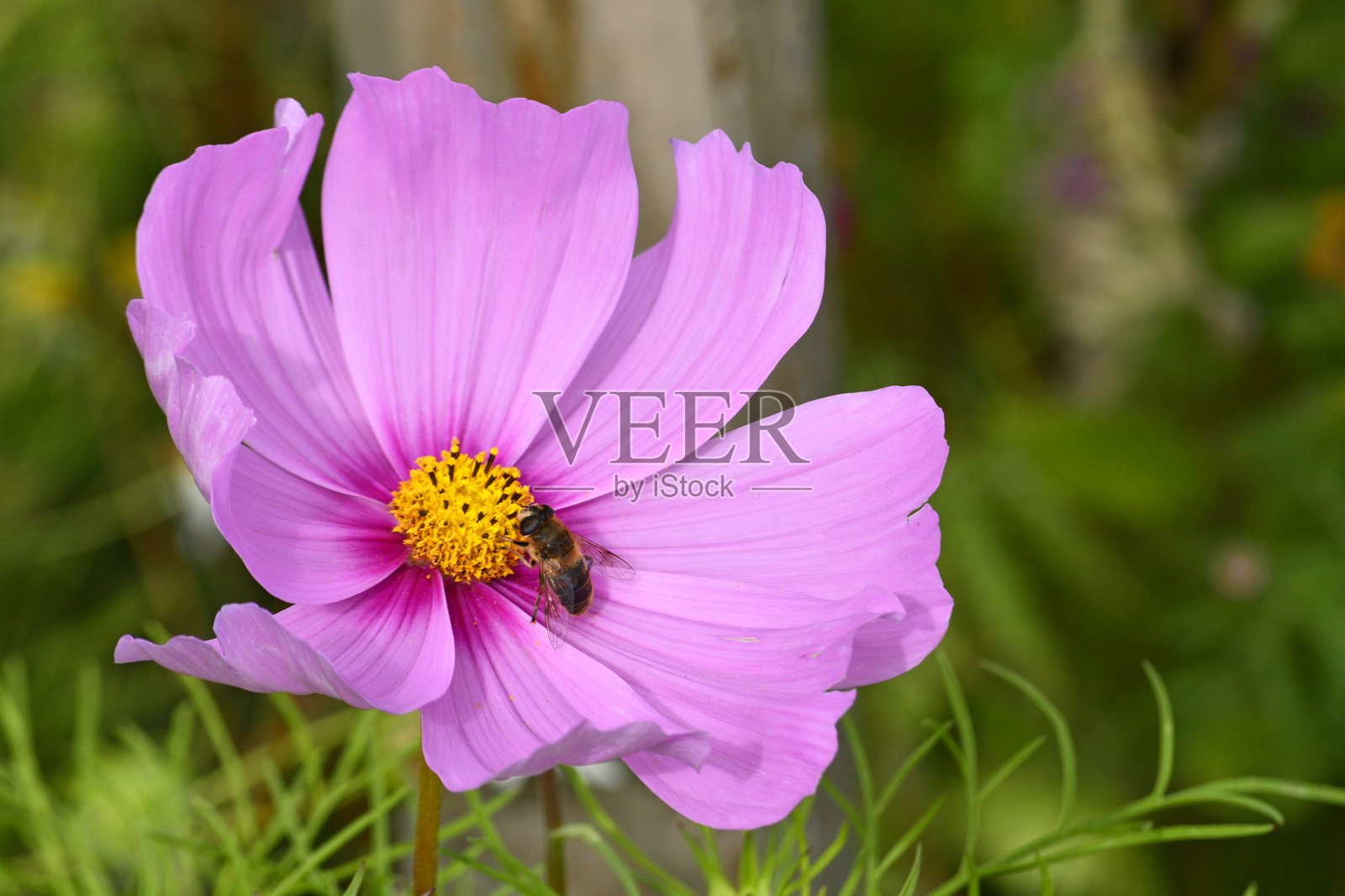 美丽的草地野花与昆虫，展现健康的绿色自然环境照片摄影图片