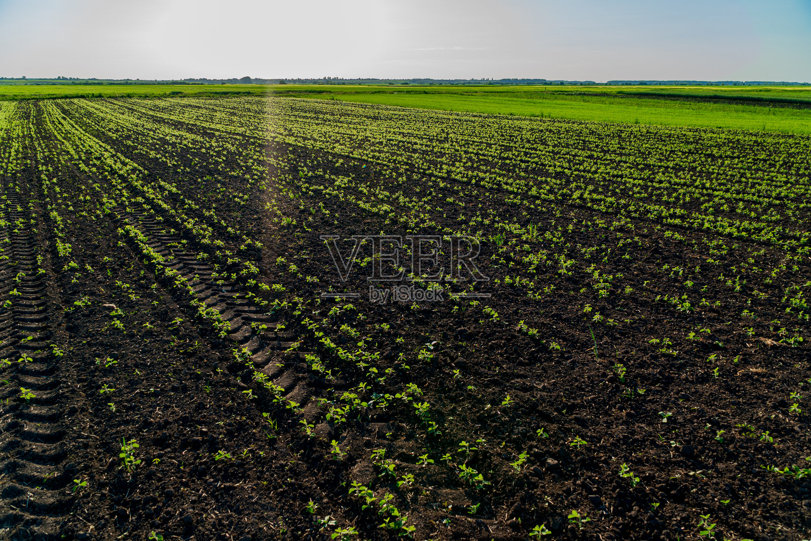 绿豆苗在丰厚的黑土上整齐地冒出芽，在明亮的阳光下展示出早期生长，展现出繁荣的农业景观。照片摄影图片