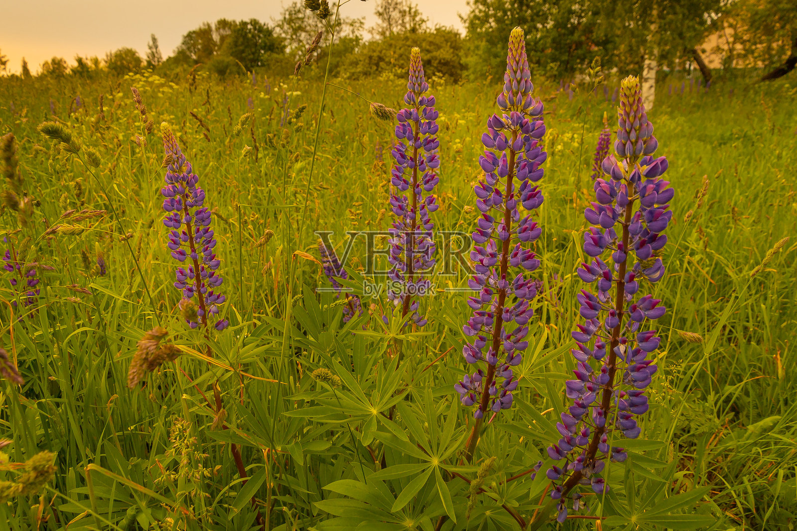 拉脱维亚开放草地上盛开的野生紫花苜蓿。夏季金色时光下盛开的紫花苜蓿照片。照片摄影图片