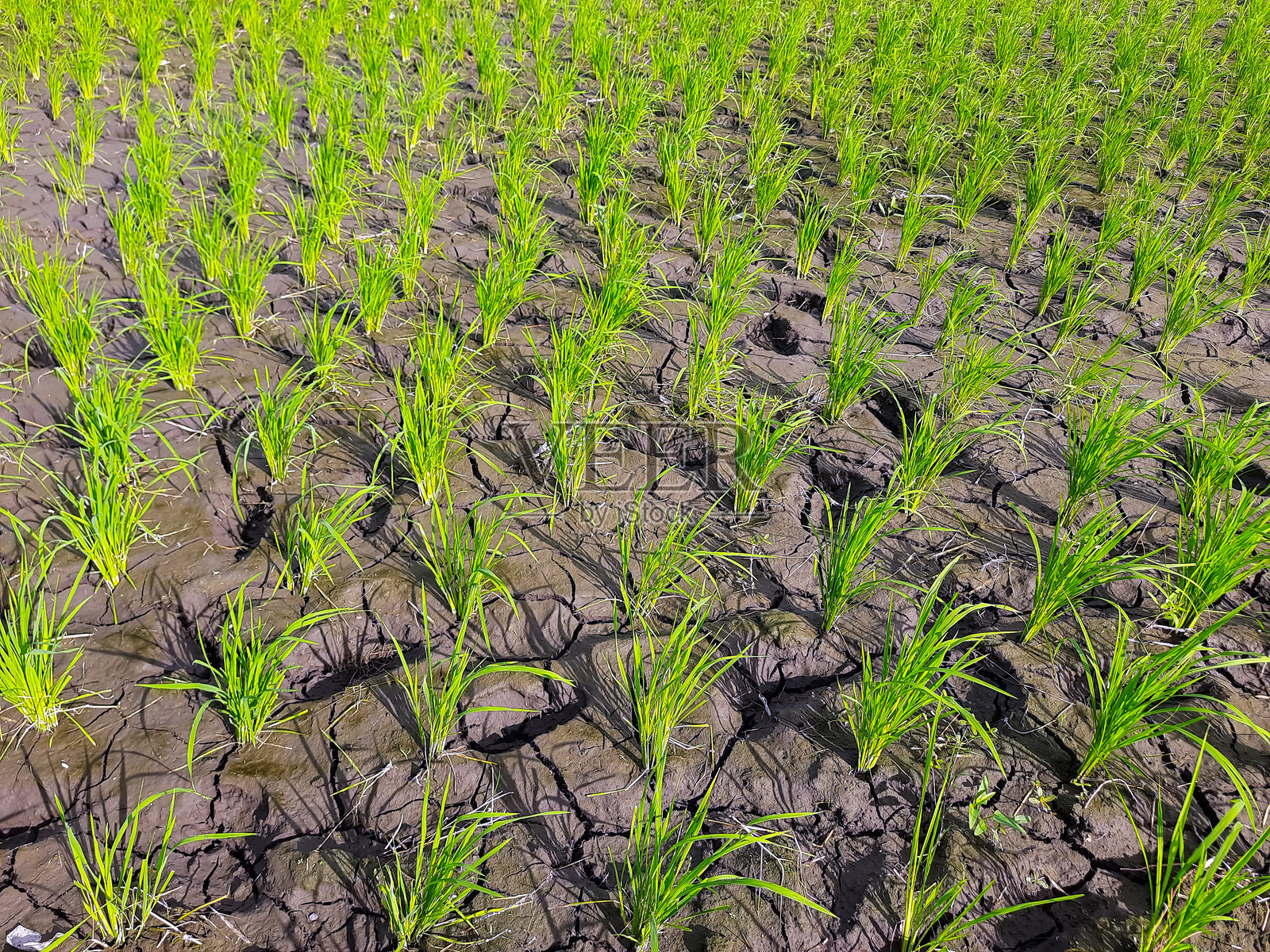 干旱季节新种植的水稻在裂开的土壤上照片摄影图片