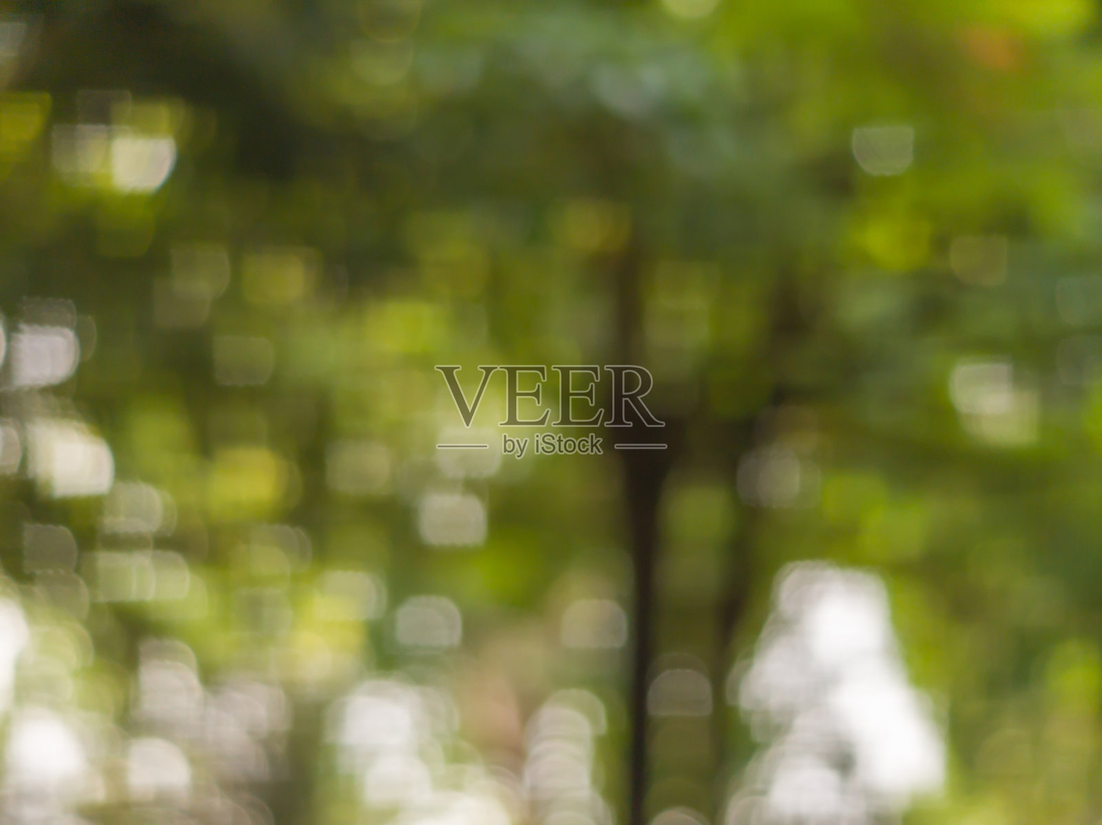 早晨公园的模糊背景和散景。绿色自然户外图案照片摄影图片